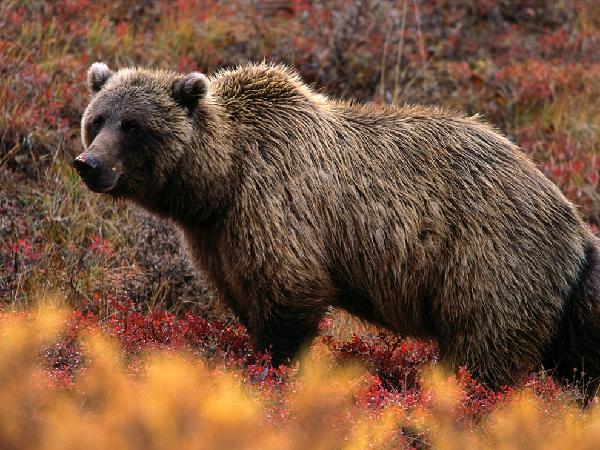 orso grizzly - parchi canadesi
